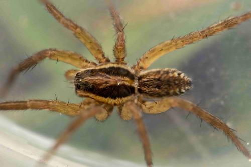 Hogna radiata